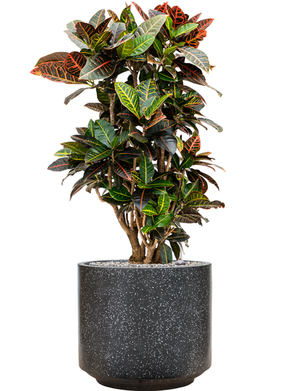 Ansamblu D37xH95cm cu planta naturala Croton (Codiaeum) variegatum 'Petra' in ghiveci Baq Terrazzo all inclusive set cu granule decorative