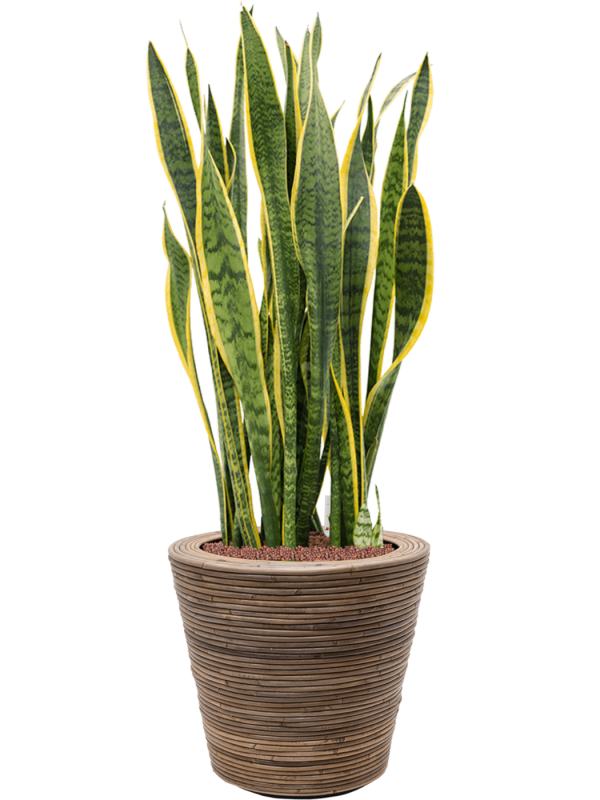 Ansamblu D38.5xH116cm cu planta naturala Sansevieria trifasciata 'Laurentii' in ghiveci Drypot Rattan Stripe all inclusive set cu granule decorative