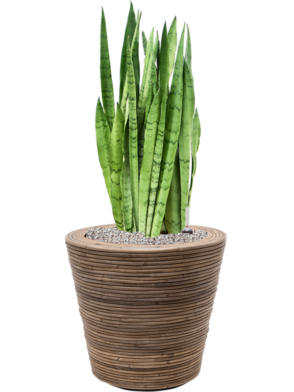 Ansamblu D38.5xH90cm cu planta naturala Sansevieria 'Silver Mist' in ghiveci Drypot Rattan Stripe all inclusive set cu granule decorative