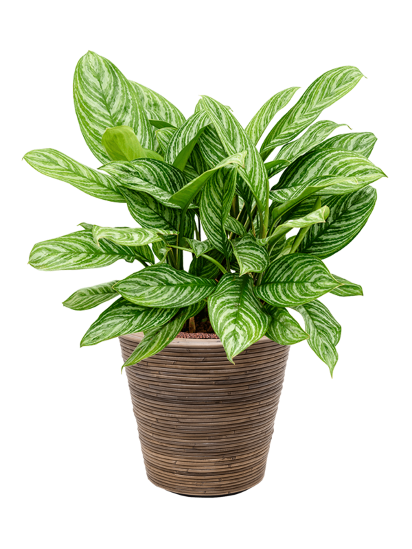 Ansamblu D38.5xH96cm cu planta naturala Aglaonema 'Stripes' in ghiveci Drypot Rattan Stripe all inclusive set cu granule decorative