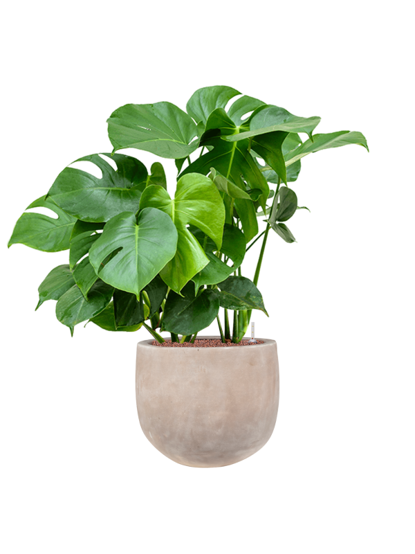 Ansamblu D38xH102cm cu planta naturala Monstera deliciosa in ghiveci Terra Cotta Omar all inclusive set cu granule decorative