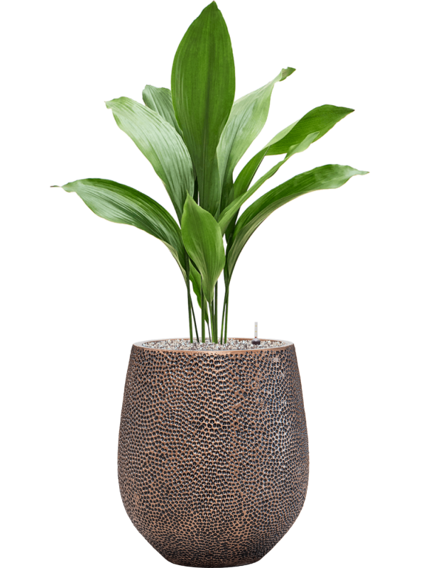 Ansamblu D38xH103cm cu planta naturala Aspidistra elatior in ghiveci Baq Opus Hit all inclusive set cu granule decorative