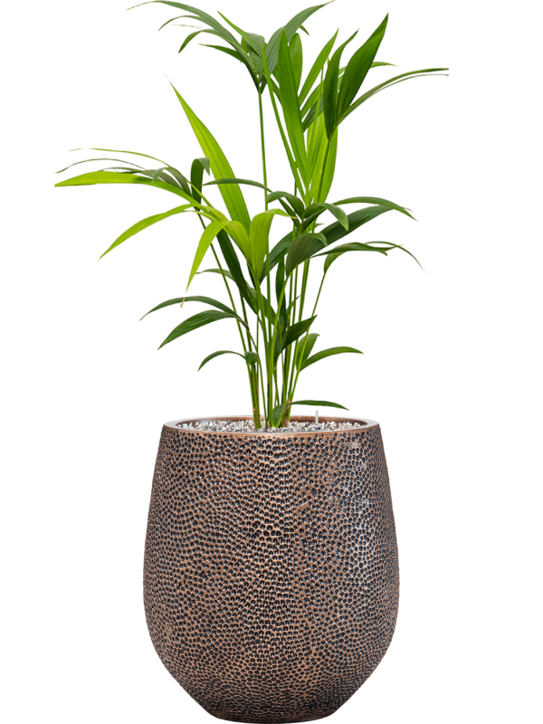 Ansamblu D38xH104cm cu planta naturala Kentia (Howea) forsteriana in ghiveci Baq Opus Hit all inclusive set cu granule decorative