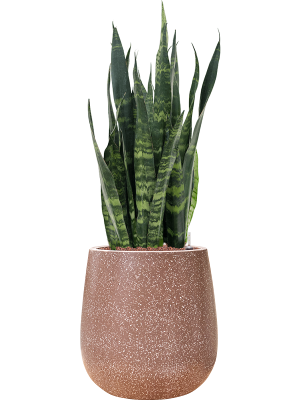 Ansamblu D38xH104cm cu planta naturala Sansevieria trifasciata 'Silver Mist' in ghiveci Baq Terrazzo all inclusive set cu granule decorative