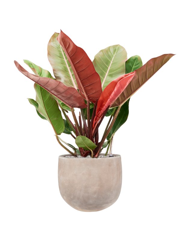 Ansamblu D38xH106cm cu planta naturala Philodendron 'Prince of Orange' in ghiveci Terra Cotta Omar all inclusive set cu granule decorative