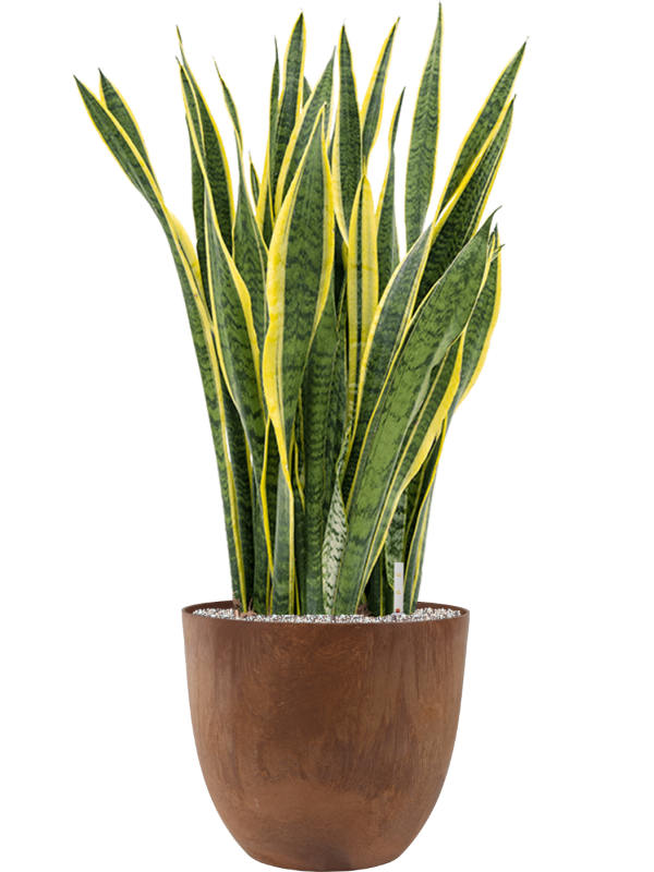 Ansamblu D38xH108cm cu planta naturala Sansevieria trifasciata 'Laurentii' in ghiveci Artstone all inclusive set cu granule decorative