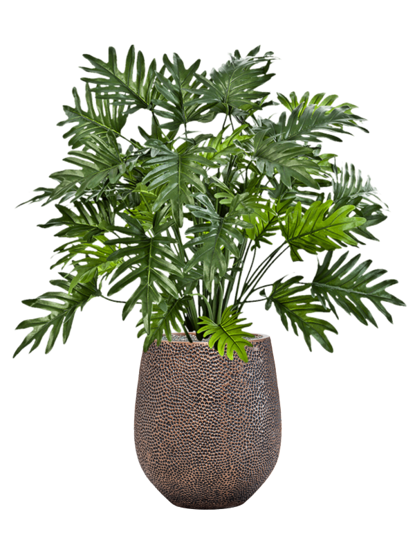 Ansamblu D38xH110cm cu planta naturala Philodendron in ghiveci Baq Opus Hit all inclusive set cu granule decorative