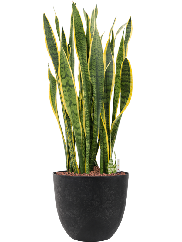 Ansamblu D38xH111cm cu planta naturala Sansevieria trifasciata 'Laurentii' in ghiveci Artstone all inclusive set cu granule decorative