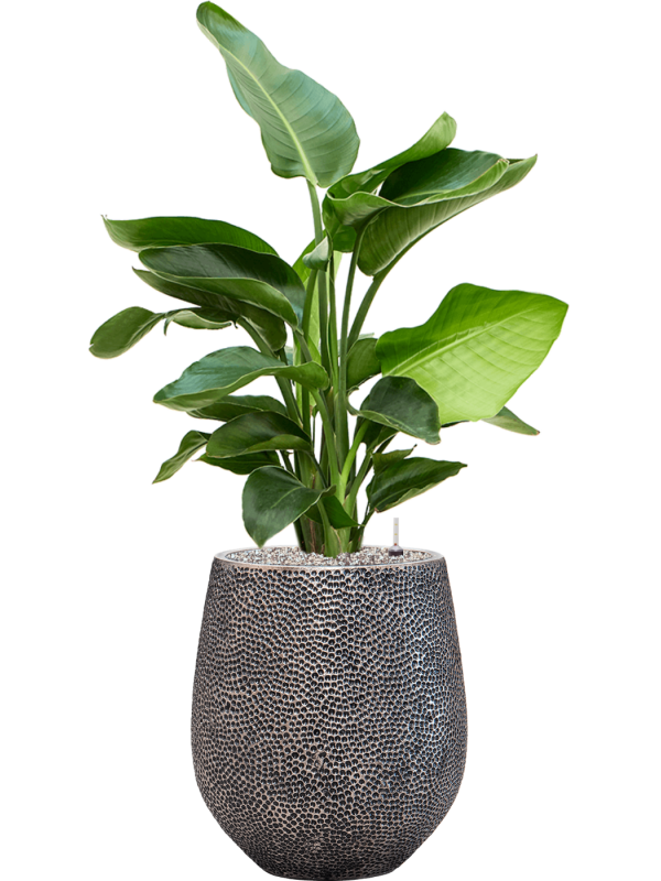 Ansamblu D38xH111cm cu planta naturala Strelitzia nicolai in ghiveci Baq Opus Hit all inclusive set cu granule decorative