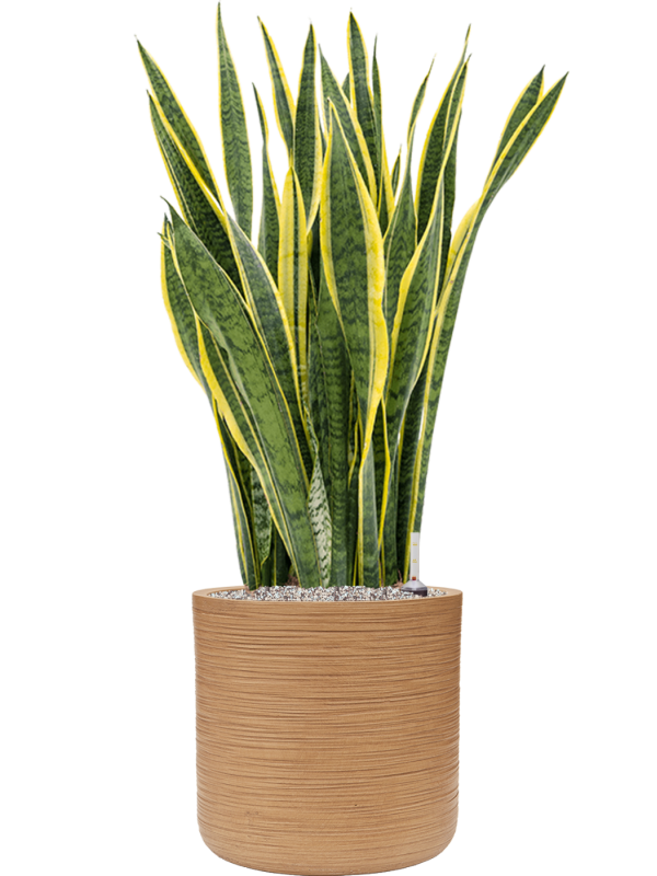 Ansamblu D38xH112cm cu planta naturala Sansevieria trifasciata 'Laurentii' in ghiveci Baq Dune all inclusive set cu granule decorative