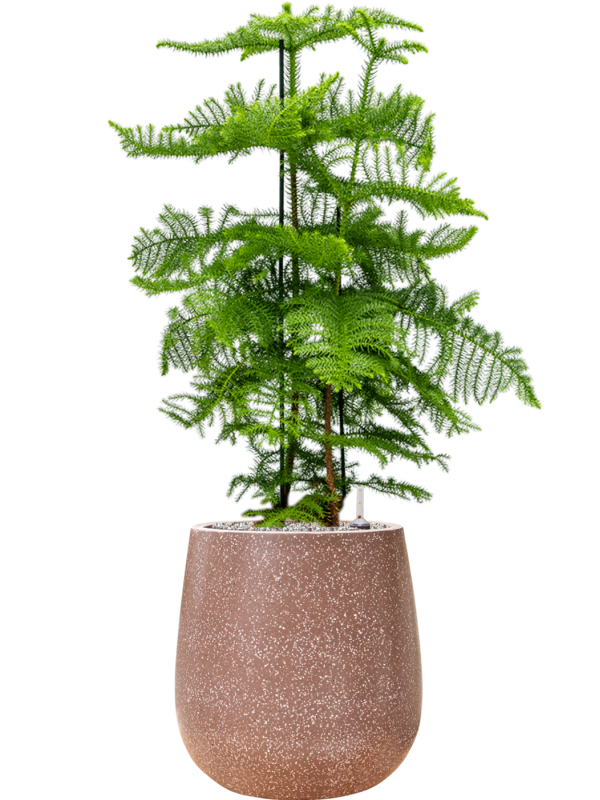 Ansamblu D38xH114cm cu planta naturala Araucaria heterophylla in ghiveci Baq Terrazzo all inclusive set cu granule decorative