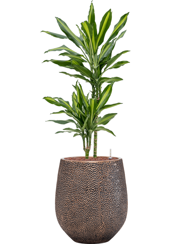 Ansamblu D38xH116cm cu planta naturala Dracaena fragrans 'Cintho' in ghiveci Baq Opus Hit all inclusive set cu granule decorative