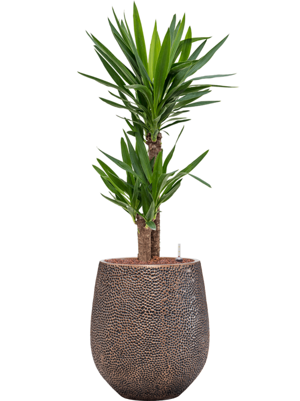 Ansamblu D38xH116cm cu planta naturala Yucca elephantipes in ghiveci Baq Opus Hit all inclusive set cu granule decorative