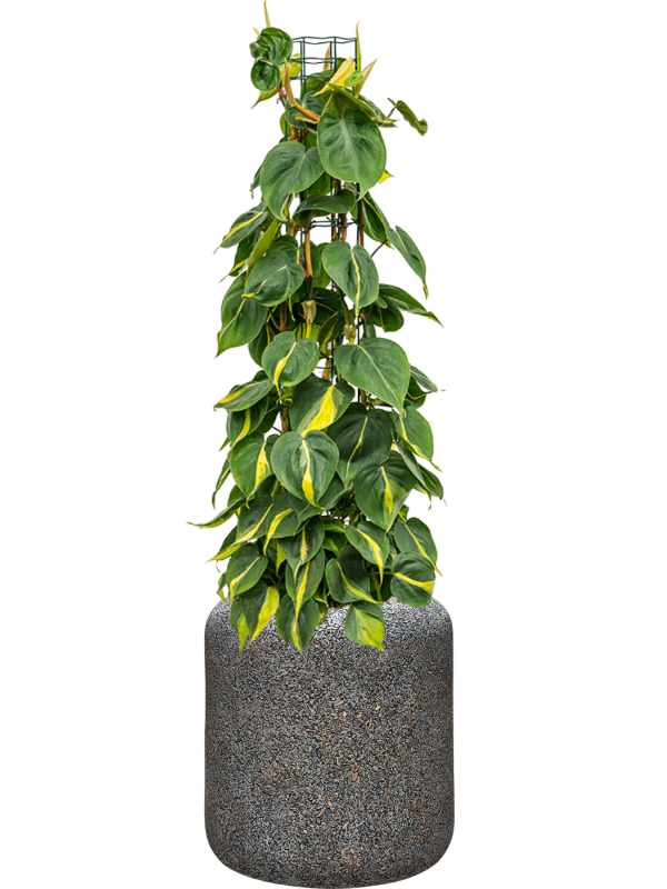 Ansamblu D38xH117cm cu planta naturala Philodendron scandens 'Brasil' in ghiveci Baq Naturescast all inclusive set cu granule decorative