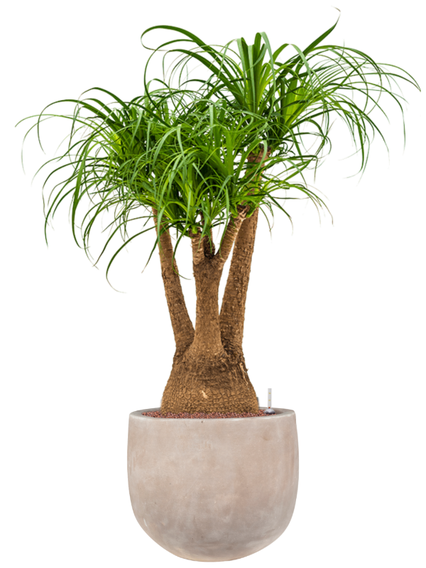 Ansamblu D38xH121cm cu planta naturala Beaucarnea recurvata in ghiveci Terra Cotta Omar all inclusive set cu granule decorative