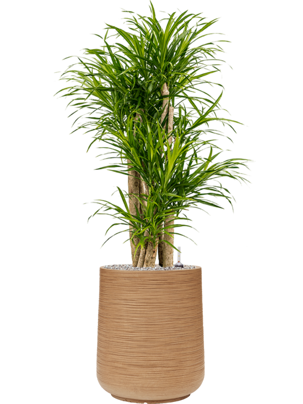 Ansamblu D38xH122cm cu planta naturala Pleomele (Dracaena) 'Anita Variegata' in ghiveci Baq Dune all inclusive set cu granule decorative