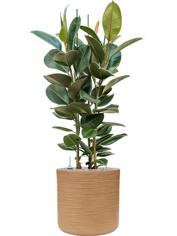 Ansamblu D38xH126cm cu planta naturala Ficus elastica 'Robusta' in ghiveci Baq Dune all inclusive set cu granule decorative