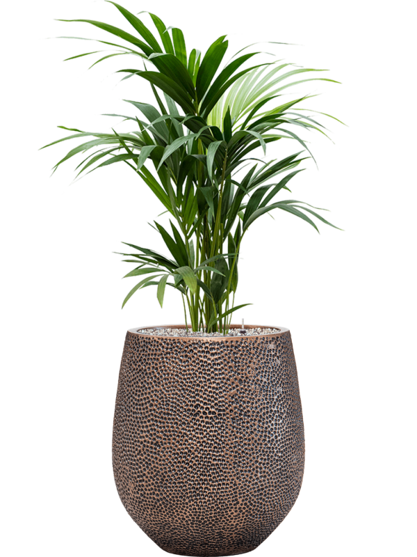 Ansamblu D38xH127cm cu planta naturala Kentia (Howea) forsteriana in ghiveci Baq Opus Hit all inclusive set cu granule decorative