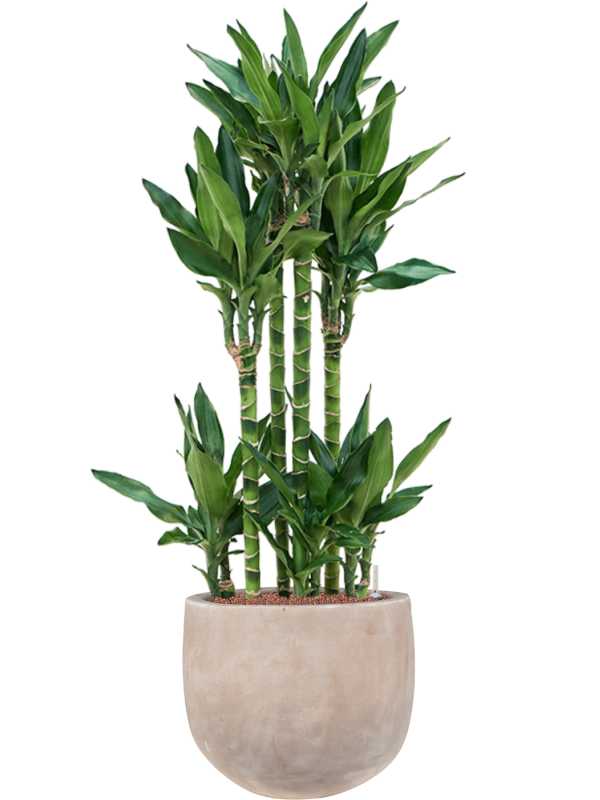 Ansamblu D38xH131cm cu planta naturala Dracaena fragrans 'Burundii' in ghiveci Terra Cotta Omar all inclusive set cu granule decorative