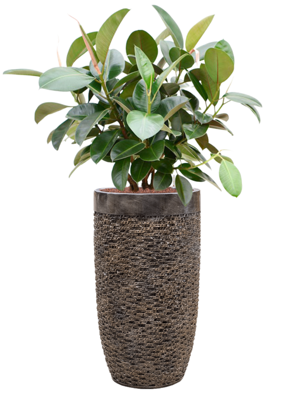 Ansamblu D38xH131cm cu planta naturala Ficus elastica 'Robusta' in ghiveci Baq Luxe Lite Universe Layer all inclusive set cu granule decorative