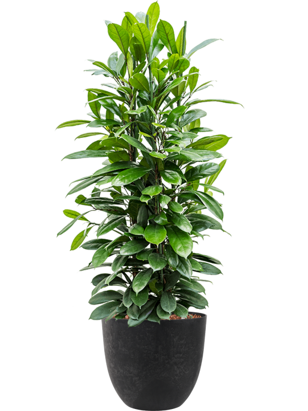 Ansamblu D38xH134cm cu planta naturala Ficus cyathistipula in ghiveci Artstone all inclusive set cu granule decorative