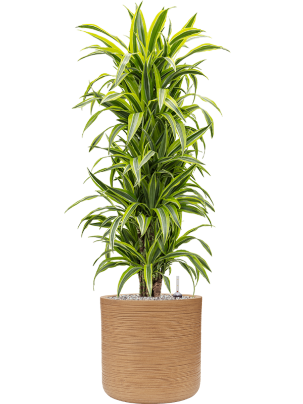 Ansamblu D38xH135cm cu planta naturala Dracaena fragrans 'Lemon Lime' in ghiveci Baq Dune all inclusive set cu granule decorative