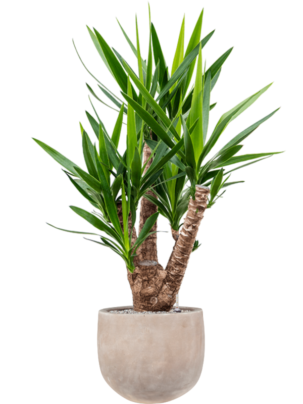 Ansamblu D38xH142cm cu planta naturala Yucca elephantipes in ghiveci Terra Cotta Omar all inclusive set cu granule decorative