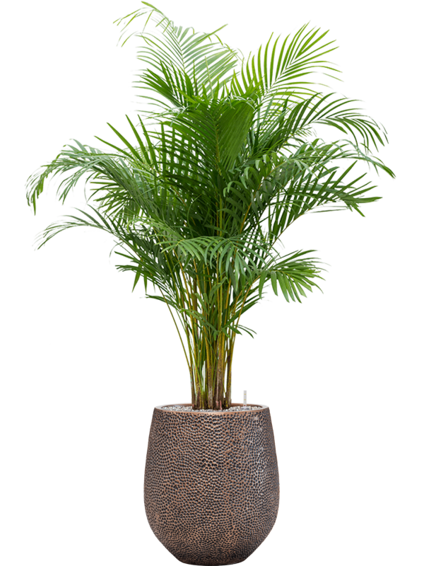 Ansamblu D38xH145cm cu planta naturala Dypsis (Areca) lutescens in ghiveci Baq Opus Hit all inclusive set cu granule decorative