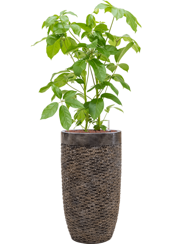 Ansamblu D38xH146cm cu planta naturala Schefflera actinophylla 'Amate' in ghiveci Baq Luxe Lite Universe all inclusive set cu granule decorative