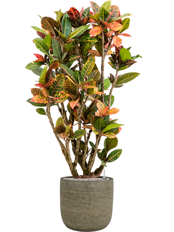 Ansamblu D38xH156cm cu planta naturala Croton (Codiaeum) variegatum 'Petra' in ghiveci Magna all inclusive set cu granule decorative