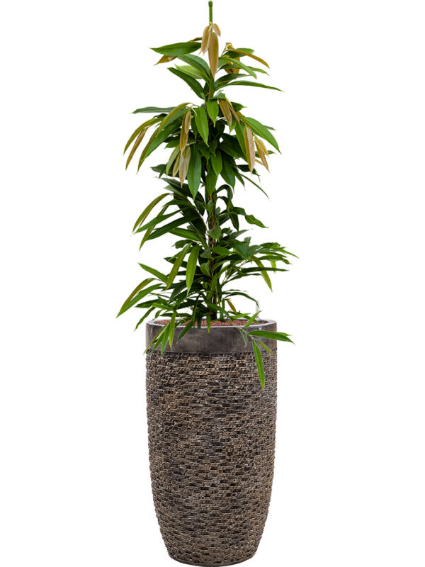 Ansamblu D38xH157cm cu planta naturala Ficus binnendijkii 'Amstel King' in ghiveci Baq Luxe Lite Universe all inclusive set cu granule decorative