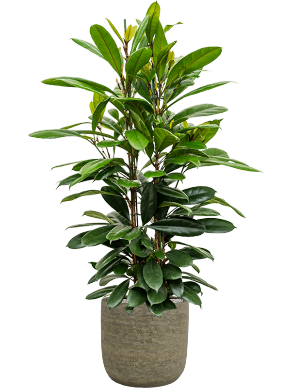 Ansamblu D38xH159cm cu planta naturala Ficus cyathistipula in ghiveci Magna all inclusive set cu granule decorative