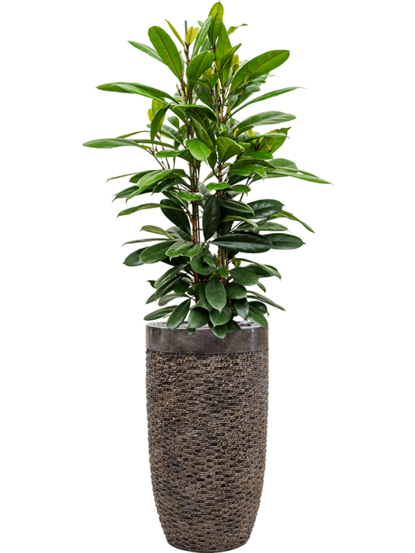 Ansamblu D38xH164cm cu planta naturala Ficus cyathistipula in ghiveci Baq Luxe Lite Universe Layer all inclusive set cu granule decorative