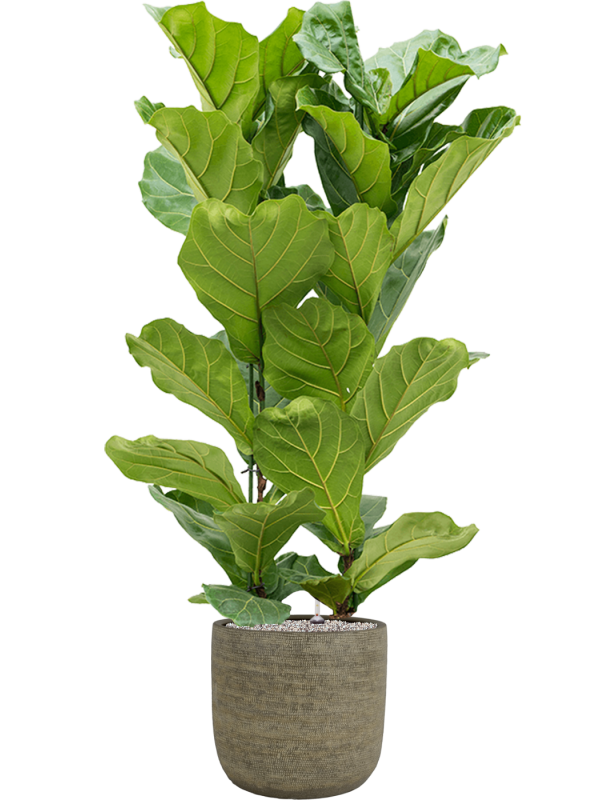 Ansamblu D38xH164cm cu planta naturala Ficus lyrata in ghiveci Magna all inclusive set cu granule decorative