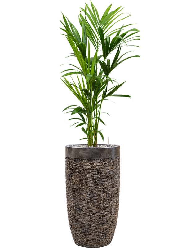 Ansamblu D38xH167cm cu planta naturala Kentia (Howea) forsteriana in ghiveci Baq Luxe Lite Universe Layer all inclusive set cu granule decorative