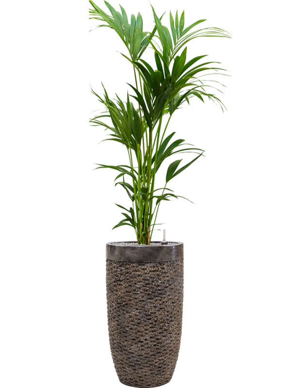 Ansamblu D38xH184cm cu planta naturala Kentia (Howea) forsteriana in ghiveci Baq Luxe Lite Universe Layer all inclusive set cu granule decorative