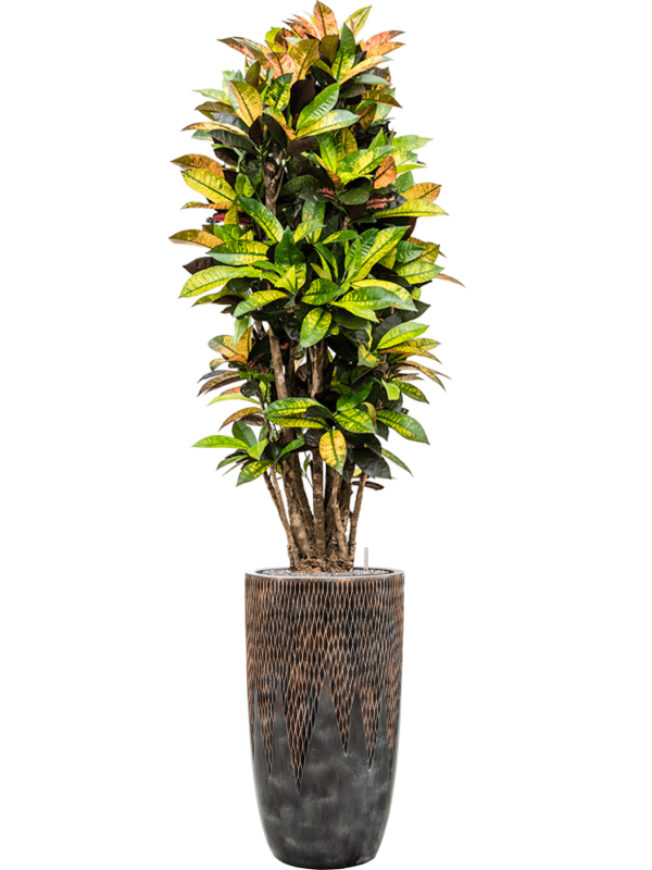 Ansamblu D38xH197cm cu planta naturala Croton 'Mrs. Iceton' in ghiveci Baq Luxe Lite Universe Comet all inclusive set cu granule decorative