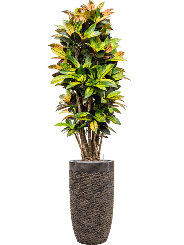 Ansamblu D38xH197cm cu planta naturala Croton 'Mrs. Iceton' in ghiveci Baq Luxe Lite Universe Layer all inclusive set cu granule decorative