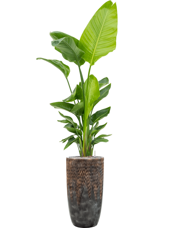 Ansamblu D38xH217cm cu planta naturala Strelitzia nicolai in ghiveci Baq Luxe Lite Universe Comet all inclusive set cu granule decorative