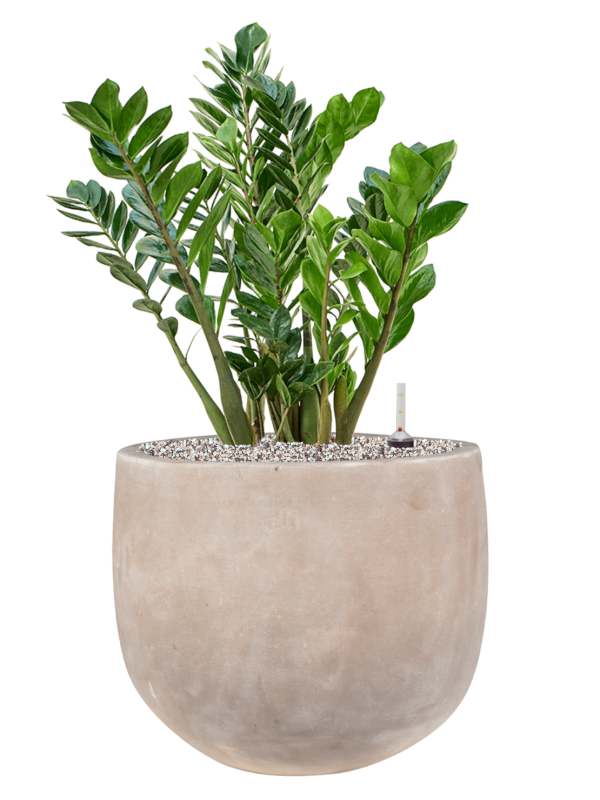 Ansamblu D38xH75cm cu planta naturala Zamioculcas zamiifolia in ghiveci Terra Cotta Omar all inclusive set cu granule decorative