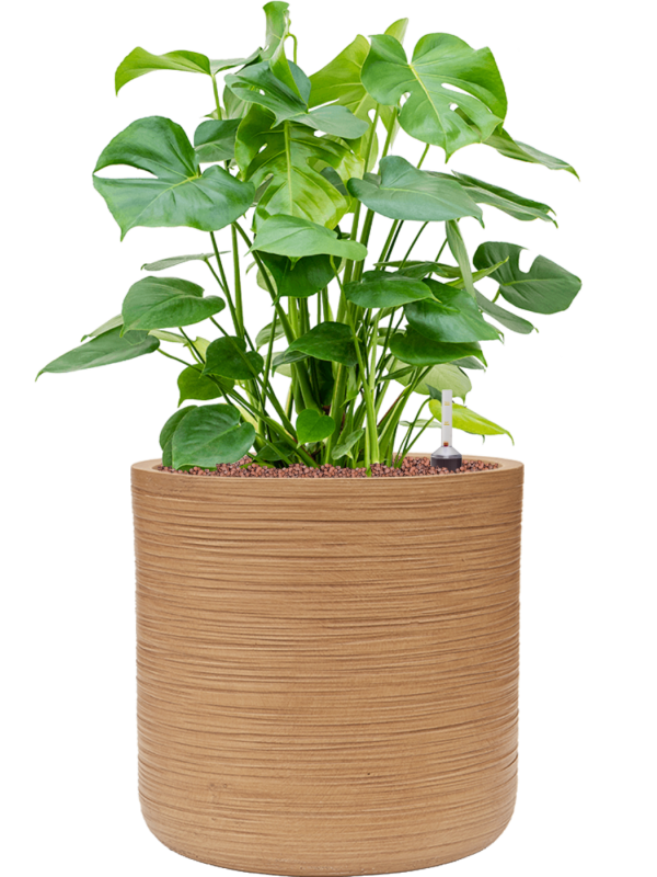 Ansamblu D38xH78cm cu planta naturala Monstera deliciosa in ghiveci Baq Dune all inclusive set cu granule decorative