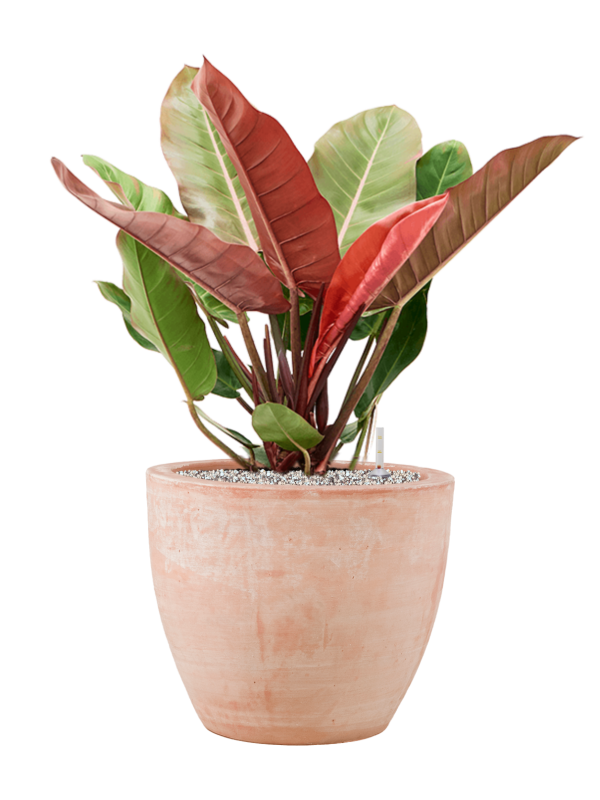 Ansamblu D38xH79cm cu planta naturala Philodendron 'Prince of Orange' in ghiveci Terra Cotta all inclusive set cu granule decorative