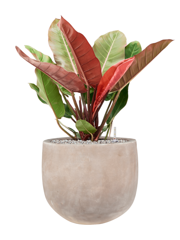 Ansamblu D38xH80cm cu planta naturala Philodendron 'Prince of Orange' in ghiveci Terra Cotta Omar all inclusive set cu granule decorative