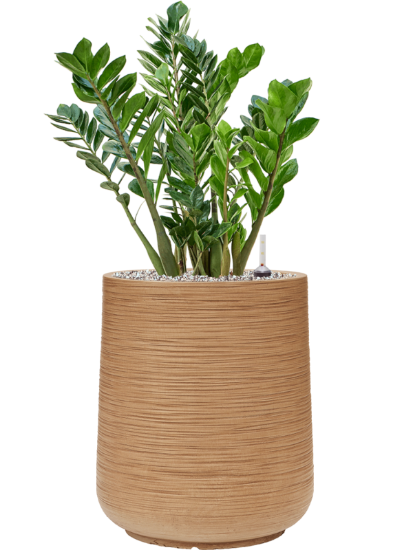 Ansamblu D38xH84cm cu planta naturala Zamioculcas zamiifolia in ghiveci Baq Dune all inclusive set cu granule decorative