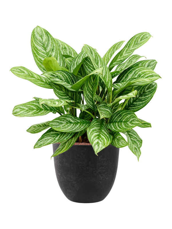 Ansamblu D38xH92cm cu planta naturala Aglaonema 'Stripes' in ghiveci Artstone all inclusive set cu granule decorative