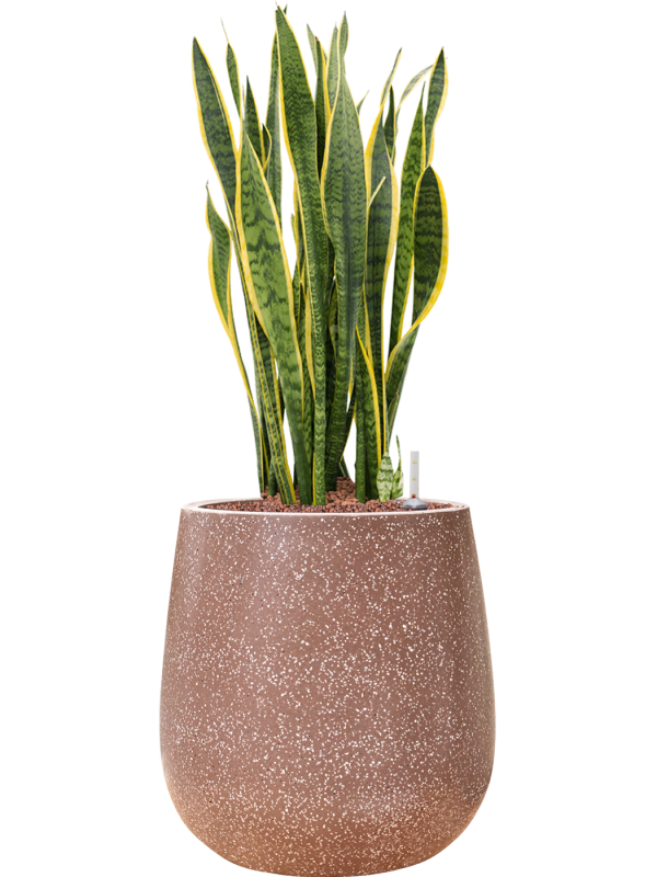 Ansamblu D38xH92cm cu planta naturala Sansevieria trifasciata 'Laurentii' in ghiveci Baq Terrazzo all inclusive set cu granule decorative