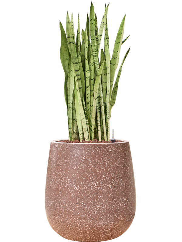 Ansamblu D38xH95cm cu planta naturala Sansevieria trifasciata 'Silver Mist' in ghiveci Baq Terrazzo all inclusive set cu granule decorative