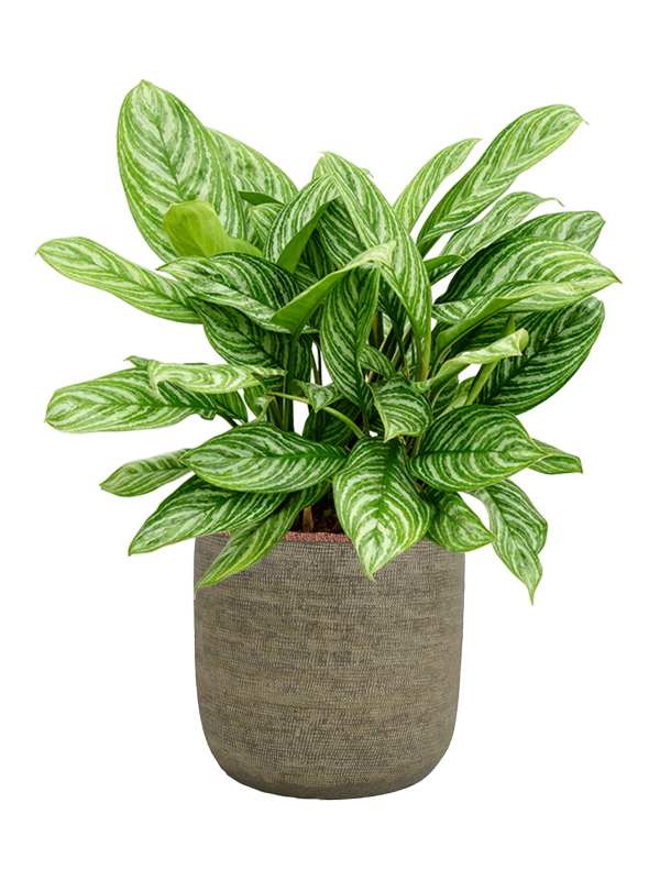 Ansamblu D38xH96cm cu planta naturala Aglaonema 'Stripes' in ghiveci Magna all inclusive set cu granule decorative