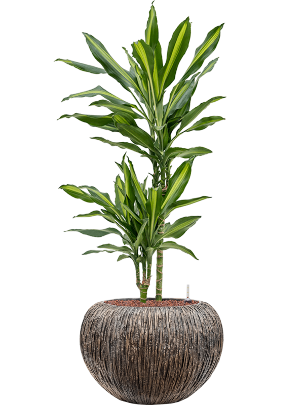 Ansamblu D39xH101cm cu planta naturala Dracaena fragrans 'Cintho' in ghiveci Baq Luxe Lite Universe all inclusive set cu granule decorative