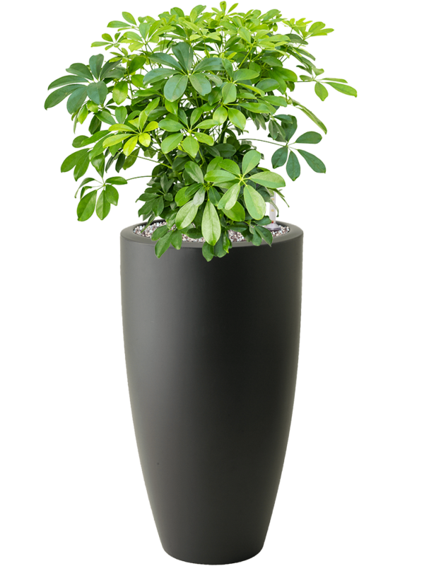 Ansamblu D39xH101cm cu planta naturala Schefflera arboricola 'Compacta' in ghiveci Pure  all inclusive set cu granule decorative